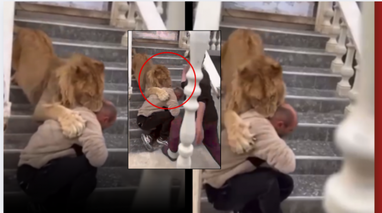 Video me luanin bëri xhiron e rrjetit, nën hetim pronari në Fier/ Ja çfarë deklaroi në prokurori