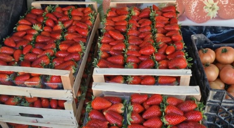 Përgjysmohet çmimi i luleshtrydhes në pikun e sezonit