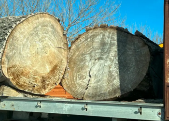 “Uria” italiane për pyjet shqiptare