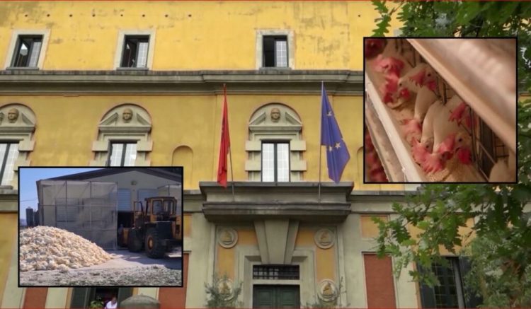 Gripi i shpendëve, asgjësohen afro 500 mijë pula