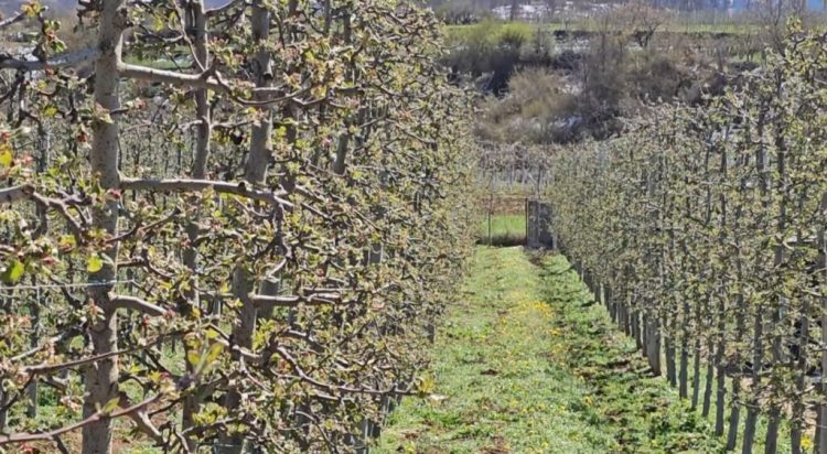 Dëbora dhe ngricat dëmtojnë pemtarinë në Dibër