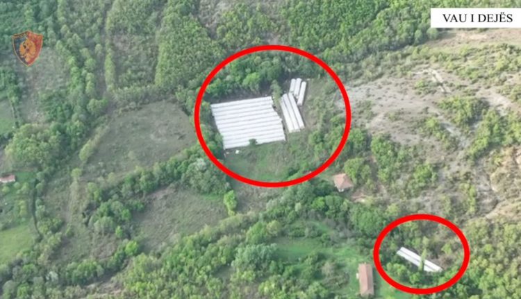 Zbulohen sera me kanabis në Vaun e Dejës, sekuestrohen mbi 2700 bimë narkotike
