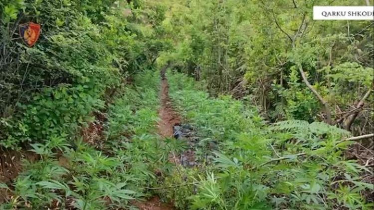 Asgjësohen mbi 600 bimë kanabisi në Shkodër/Nën hetim 2 kryetarë fshatrash dhe një…