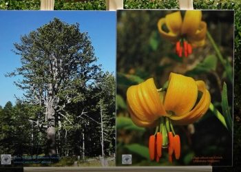 Thesaret e natyrës shqiptare, ekspozitë me 100 foto