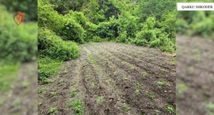 Shkodër/ Aksion kundër kanabisit, policia asgjëson mbi 1,700 bimë narkotike