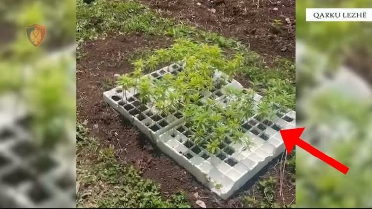 Policia zbulon fidanë dhe bimë kanabis në Lezhë, arrestohet një person