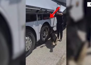 Mbi 74 mijë euro të fshehura në autobusin e agjencisë së udhëtimit, 2 në pranga