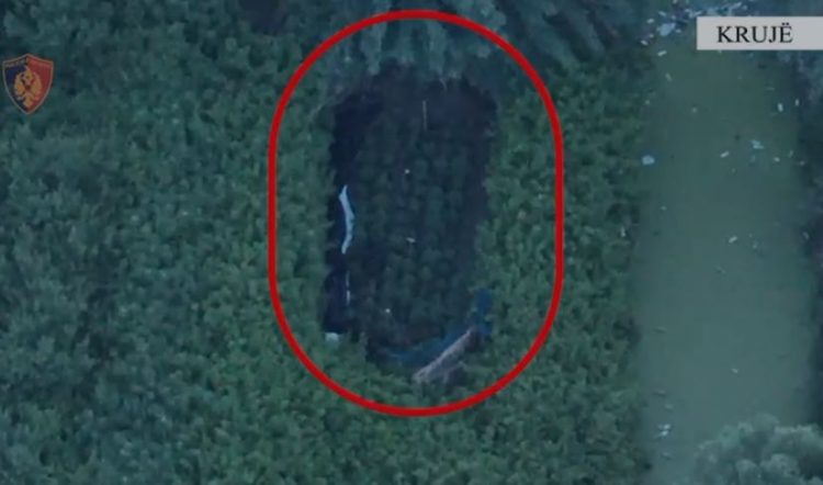 VIDEO/Serë me kanabis në Krujë, arrestohet 28 vjeçari i shpallur në kërkim