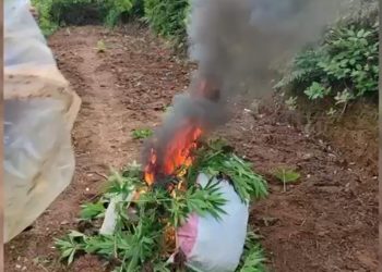 Asgjesohen mbi 1200 rrënjë kanabis në Shkodër
