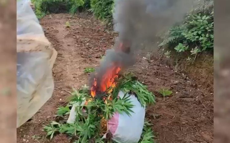 Asgjesohen mbi 1200 rrënjë kanabis në Shkodër