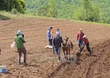 Turistët amerikanë ndihmojnë fermerët të mbjellin patate në Shebenik