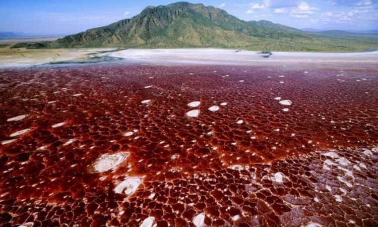 Natron, liqeni i kuq në Tanzani që i kthen kafshët në “gur”