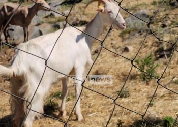 Karantinohet ferma e bagëtive në Shkodër pas dyshimeve për një sëmundje virale