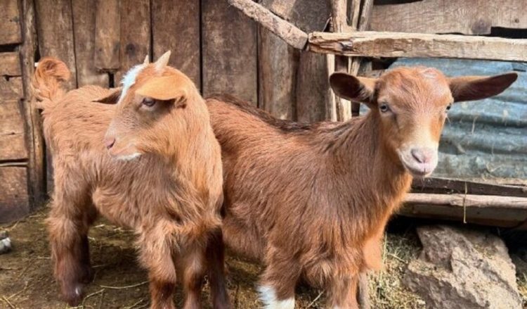 Pas fermës në Shkodër, konfirmohet vatra e dytë e murtajës së bagëtive në Dibër