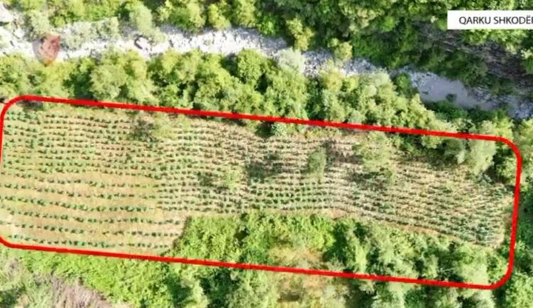 Asgjësohen mbi 12 mijë bimë narkotike në Shkodër, 4 të proceduar penalisht