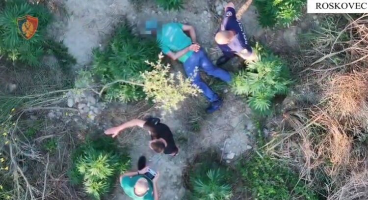 U kap duke u kujdesur për bimët narkotike që kishte kultivuar, arrestohet 59-vjeçari
