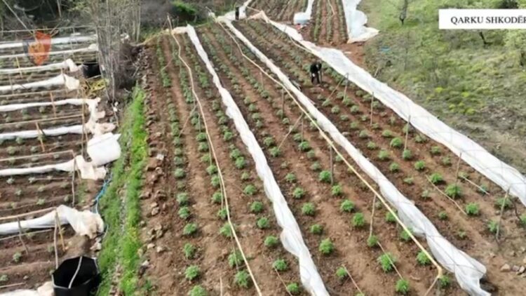 Gjenden mbi 5 mijë bimë kanabisi në Shkodër/ Nisin hetimet për 5 kryetarë të…