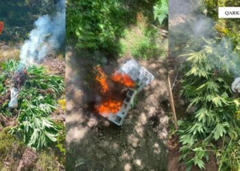Shkodër/Asgjësohen mbi 3 mijë fidanë dhe bimë kanabisi, në hetim inxhinieri i pyjeve