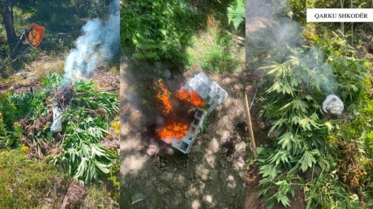 Shkodër/Asgjësohen mbi 3 mijë fidanë dhe bimë kanabisi, në hetim inxhinieri i pyjeve