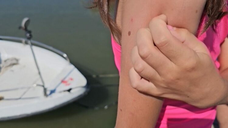 Plazh me mushkonjat në Divjakë