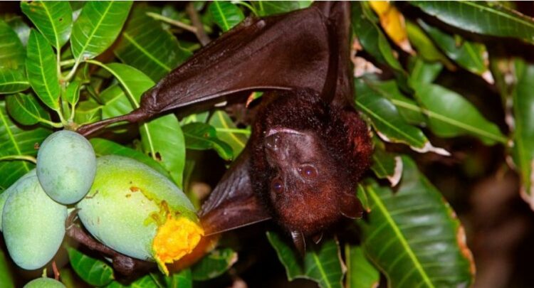 Alarmi nga Kina, lakuriqët e natës përhapin viruse të reja