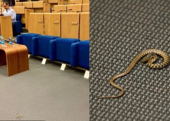 Gjarpri hyn në Parlament, deputetët largohen nga salla