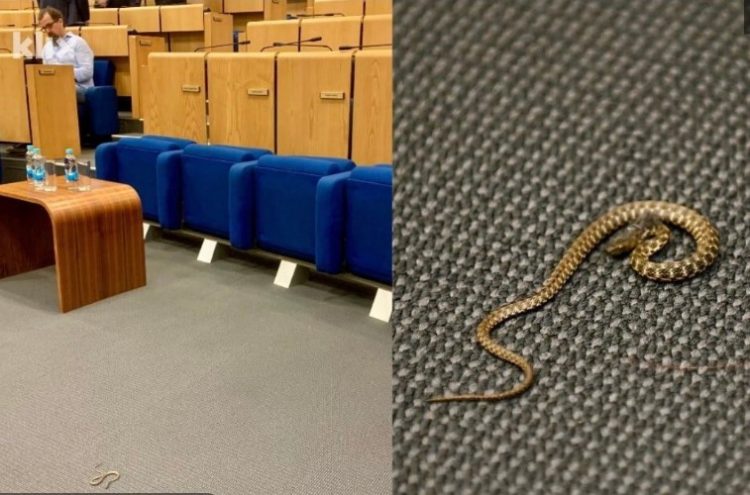 Gjarpri hyn në Parlament, deputetët largohen nga salla