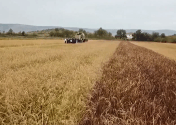 Bujqësia në rritje, blegtoria në rënie