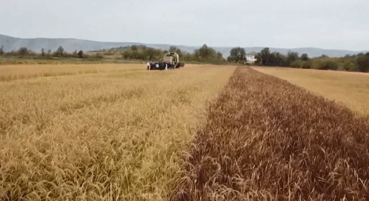 Bujqësia në rritje, blegtoria në rënie