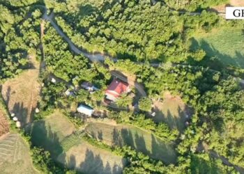 Gramsh/ U kap duke u kujdesur për kanabisin, pranga 63 vjeçarit. Në kërkim i biri