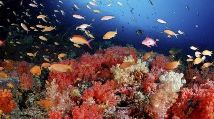 Konferenca e OKB-së: Si të mbrohen Oqeanet?