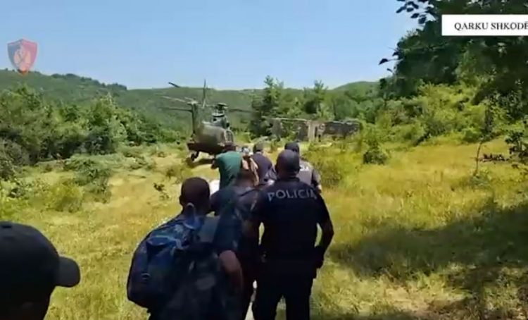 Gjenden mbi 19 mijë bimë kanabis në qarkun e Shkodrës, procedohen dy shtetas