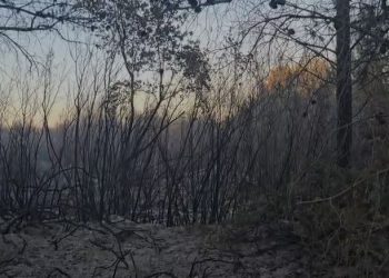 Shuhet zjarri në masivin pyjor të Darëzezës