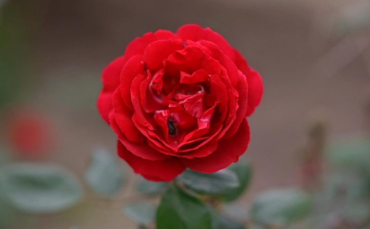 “Vizion i përparimit të Shqipërisë”/ 34 vjetori i PS, Vengu: Arkitekte e së ardhmes!