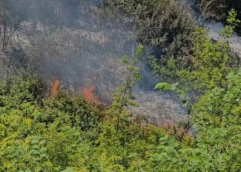 Fier/ Përfshihet nga flakët një zonë me ullishte, terreni vështirëson zjarrfikëset