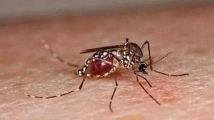 Virusi Çikungunia, OBSH: Rrezik i mundshëm global