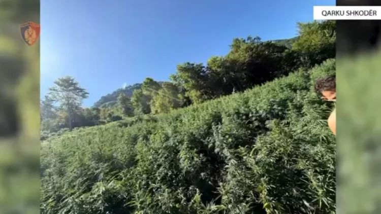 Shkodër/Sekuestrohen mbi 2 mijë bimë kanabis, procedohen penalisht 2 roje mjedisi