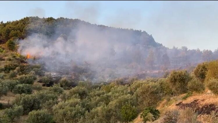 Fier/Donin të digjnin mbeturinat por flakët u përhapën në pyje,procedohen 3 qytetarë
