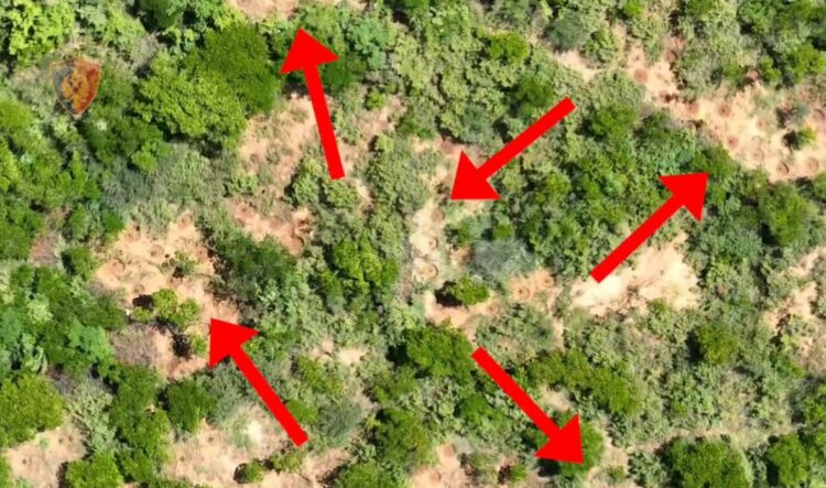 Kultivuan mbi 100 bimë narkotike në pyllin e fshatit, arrestohen 2 vëllezërit