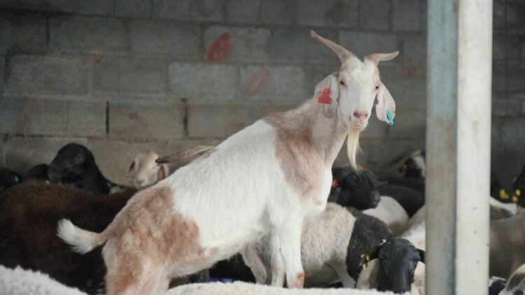 INSTAT: Në vitin 2024, rreth 95 mijë ton qumësht, rënie me 6.6%