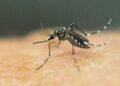 OBSH paralajmëron për përhapjen e virusit ‘chikungunya’ nga mushkonjat