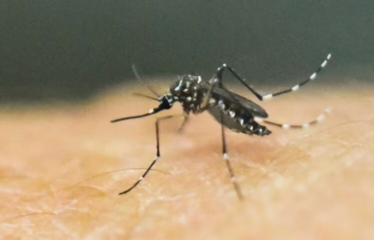 OBSH paralajmëron për përhapjen e virusit ‘chikungunya’ nga mushkonjat