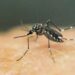 OBSH paralajmëron për përhapjen e virusit ‘chikungunya’ nga mushkonjat