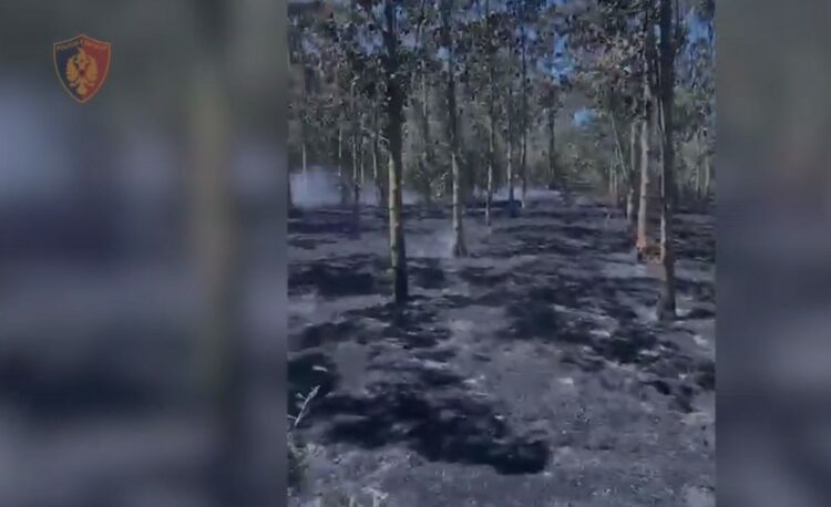 Shijak/ I vuri zjarrin parcelës me ullinj dhe pemë frutore, arrestohet 50-vjeçari