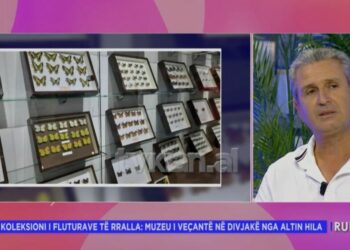 Fluturat drejt zhdukjes/ Koleksionisti: Nga 125 lloje, në natyrë gjenden 5-6