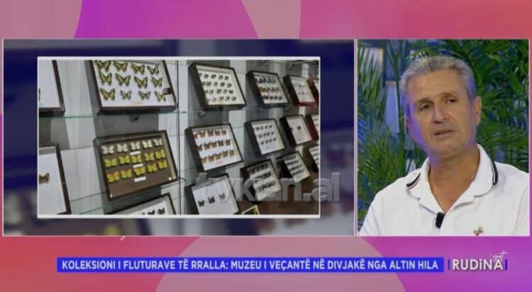 Fluturat drejt zhdukjes/ Koleksionisti: Nga 125 lloje, në natyrë gjenden 5-6