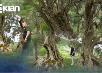 Opinion – Shqipëria me ullinjtë më të vjetër në Europë! – 8 Korrik 2025