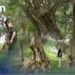Opinion – Shqipëria me ullinjtë më të vjetër në Europë! – 8 Korrik 2025