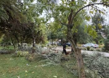 Pemë të thyera, e tenda të rrëzuara, pasojat e stuhisë në Pogradec
