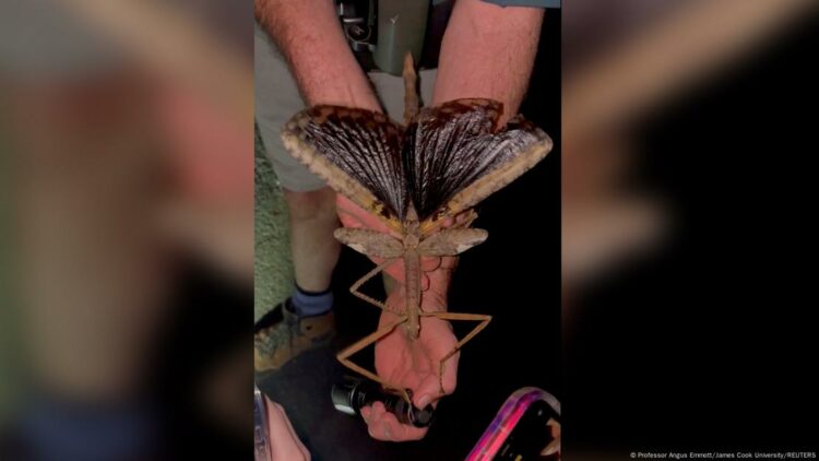 Zbulohet insekti gjigant në Australi
